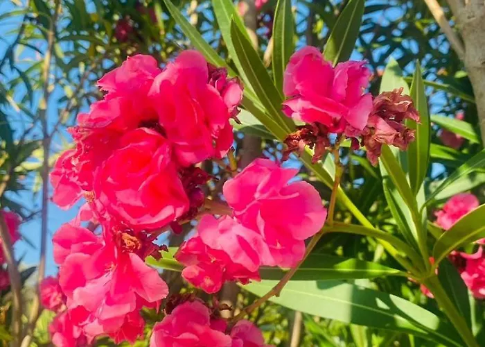 Villa Maria Carovigno